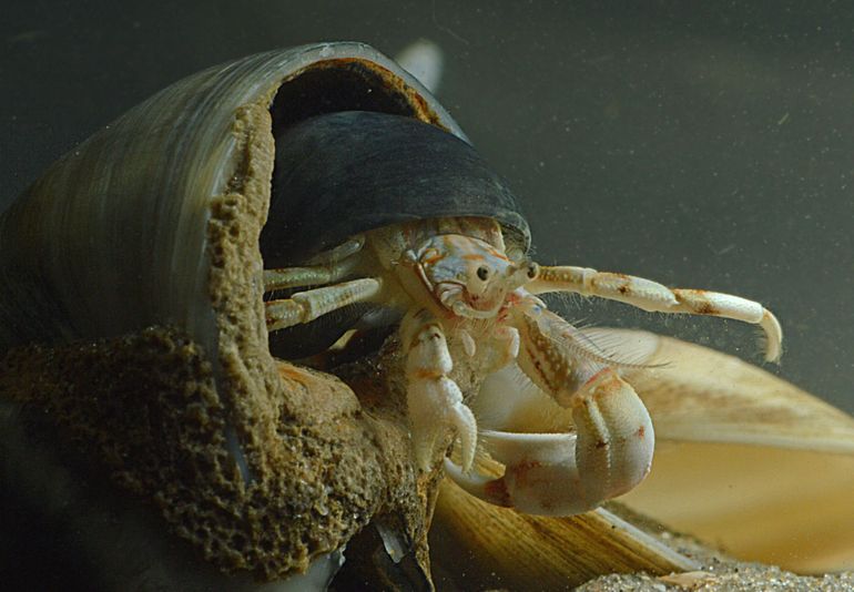 Deze Kleine heremiet kreeft is wel erg hebberig. Een passend slakkenhuisje is niet genoeg. Er moet nog een groter huis omheen, maar dat blijkt toch niet zo praktisch