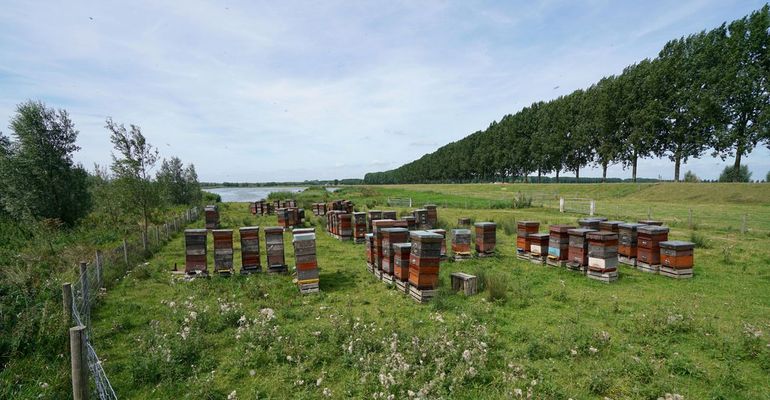 Miljoenen honingbijen trekken de Biesbosch in uit bijenkasten net buiten het gebied