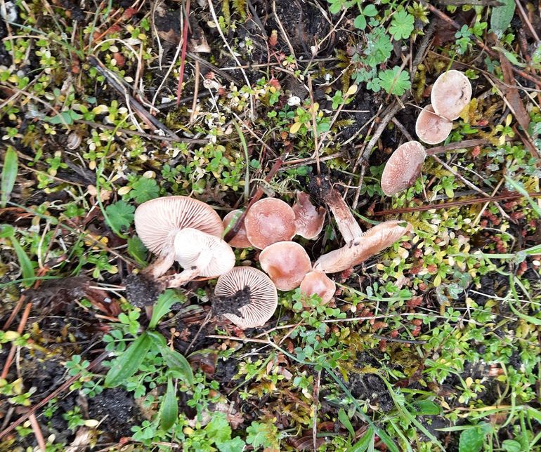 Zemelig donsvoetjes in gemengd bos