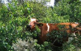 Joop Mourik Begrazing prunus
Foto: Joop Mourik