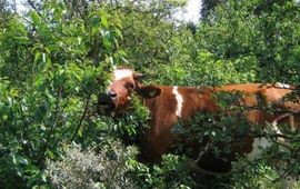 Begrazing prunus
Foto: Joop Mourik