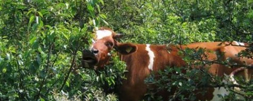 Begrazing prunus
Foto: Joop Mourik