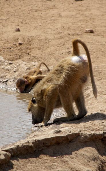 Yellow baboon and young drinking at a water hole