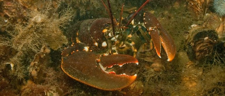 Een levende Europese zeekreeft in de Oosterschelde