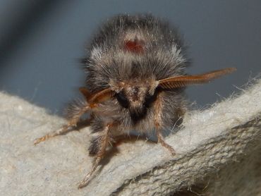 Van de eikenprocessierups worden vrijwel alleen rupsen gemeld. Hier een vlinder, een mannetje