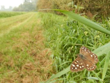 Mannetjes zitten op de uitkijk en jagen andere mannetjes weg