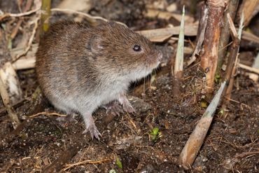 Noordse woelmuis