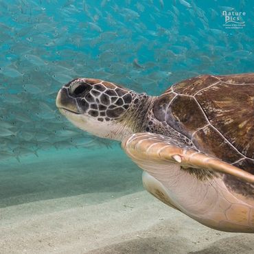 Green sea turtle