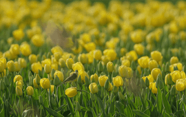 Gele kwikstaart in tulpenveld