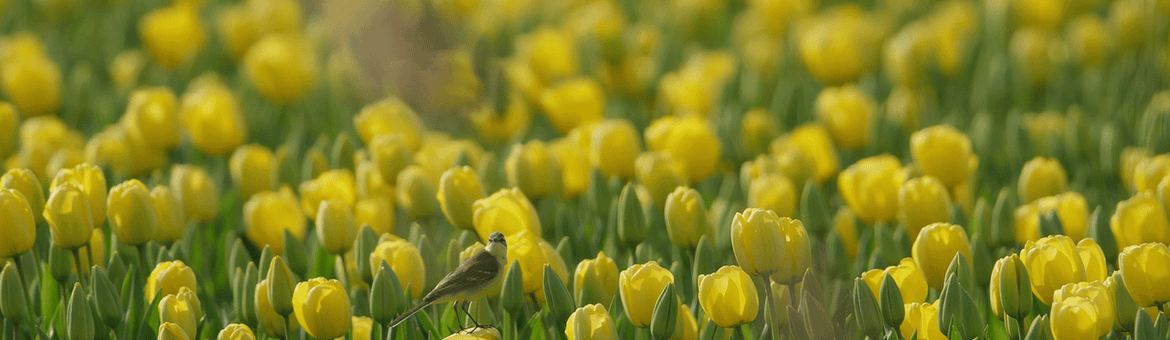 Gele kwikstaart in tulpenveld