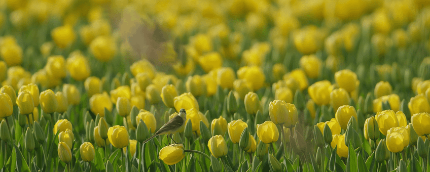 Gele kwikstaart in tulpenveld