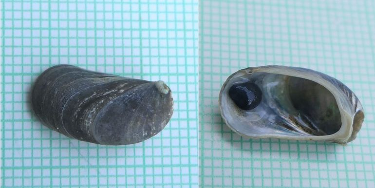 Tegen de verwachting in werd na jaren het schelpje van het cryptische slakje in het zeeaquarium teruggevonden. Aan de schelp is te zien dat deze na de live-opnamen nog een tijdje is doorgegroeid, tot een lengte van circa 15 millimeter. Het zwarte bolletje is een steentje