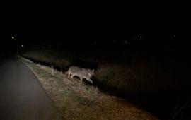 Wolf in Gelderland Wolf in Gelderland