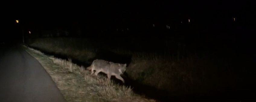 Wolf in Gelderland
