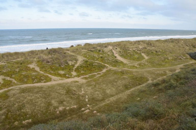 Grijze duinen die zijn vastgelegd door verschillende soorten mossen, korstmossen, grassen en kruiden