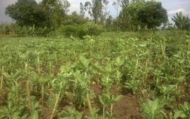 Landbouwveldje aan de rand van Kisumu, Kenia