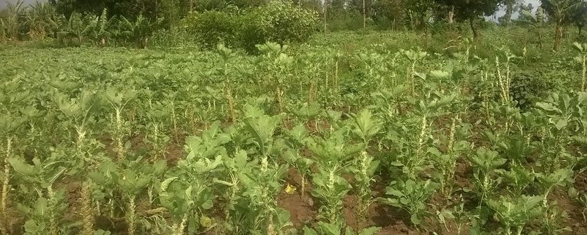 Landbouwveldje aan de rand van Kisumu, Kenia