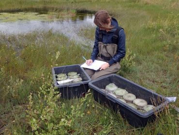 Janneke van der Loop verzamelt data op een locatie met watercrassulabesmetting