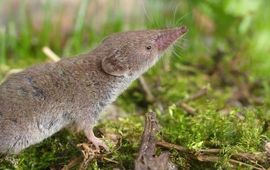 Saxifraga-Rudmer Zwerver Huisspitsmuis - primair