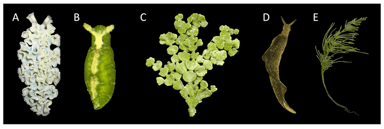 De soorten die zijn onderzocht in de studie. A: Elysia crispata – circa vier tot veertien centimeter lang. B: Elysia velutinus – circa één tot tien millimeter lang. C: Halimeda sp. – thalli van circa vijf tot vijftien centimeter hoog vanaf het substraat. D: Elysia ornate – circa zes tot vijftien millimeter lang. E: Bryopsis plumosa – circa vijf tot tien centimeter hoog vanaf het substraat