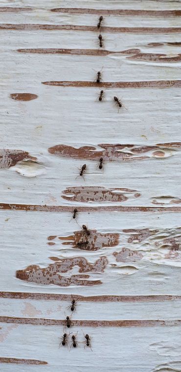 Plaagmieren op weg naar honingdauwproducerende bladluizen