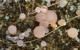 Roze grondschijfje