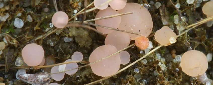 Roze grondschijfje