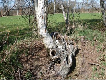 Berkenstobbe met ingerotte holtes in een houtwal, waar de gekraagde roodstaart wel in broedt