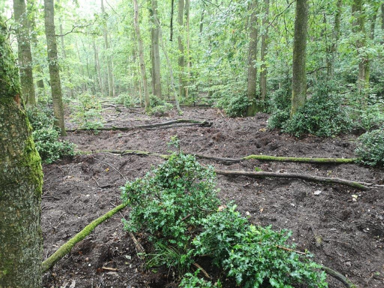 Spaartelgen eikenbos Hoog Buurlo. De eiken en de meeste hulstboompjes zijn robuust genoeg om de wroetactiviteiten van de zwijnen te overleven 