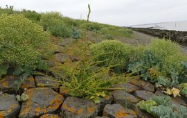 Klifflora met Strandbiet, Zeekool en Zeekweek