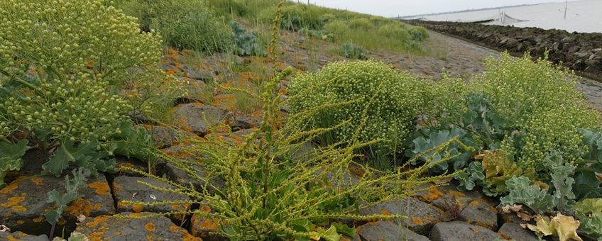 Klifflora met Strandbiet, Zeekool en Zeekweek