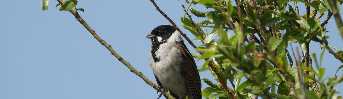 Broeders van watergangen zoals de rietgors, hebben specifieke voedselbehoeften die essentieel zijn voor hun voortplanting en overleving.
