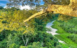 Amazon canopy