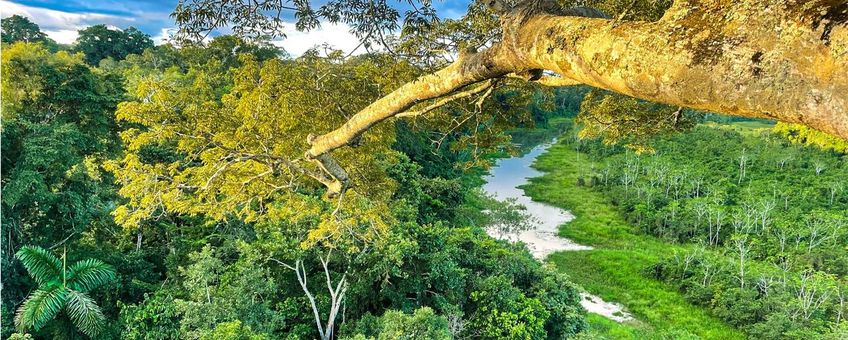 Amazon canopy