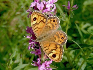 Lasiommata megera, one of the species used for the risk assessment