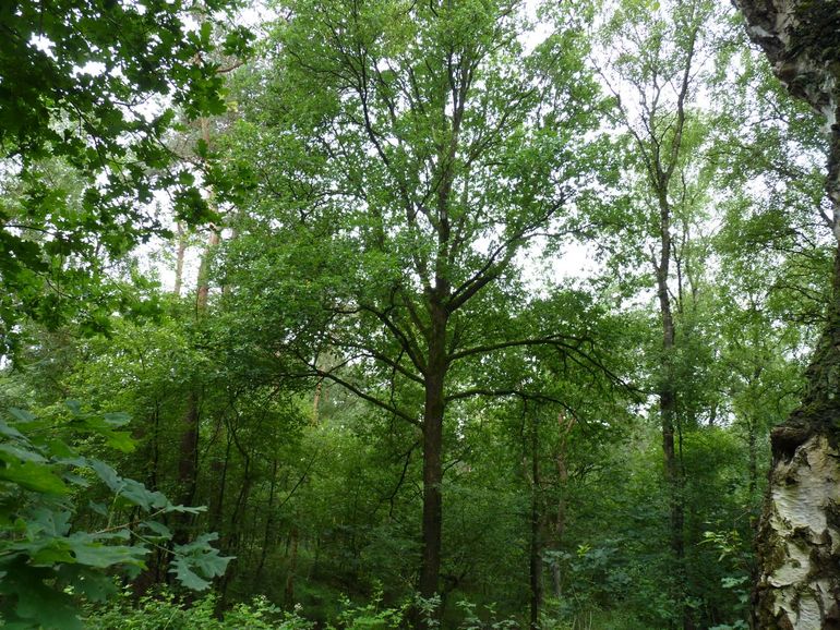 In ’t Zand groeien verspreid ook al oudere eiken die alle ruimte krijgen om een plek in het kronendak te grijpen. Langzaam ontwikkelt het bosgebied zich richting een gemengd bos met veel loofhout. Om de veerkracht te versterken, zetten we verder in op meer boomsoorten en loofbomen