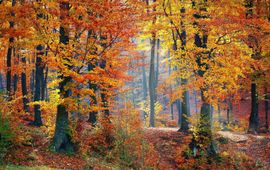 Valiphotos, Pixabay Herfst - bos