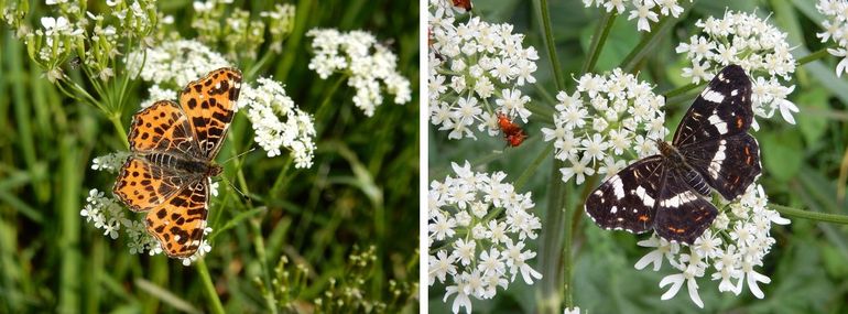 De oranje voorjaarsvorm en de zwart-witte zomervorm van het landkaartje