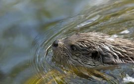 Hugh Jansman, Alterra Otter