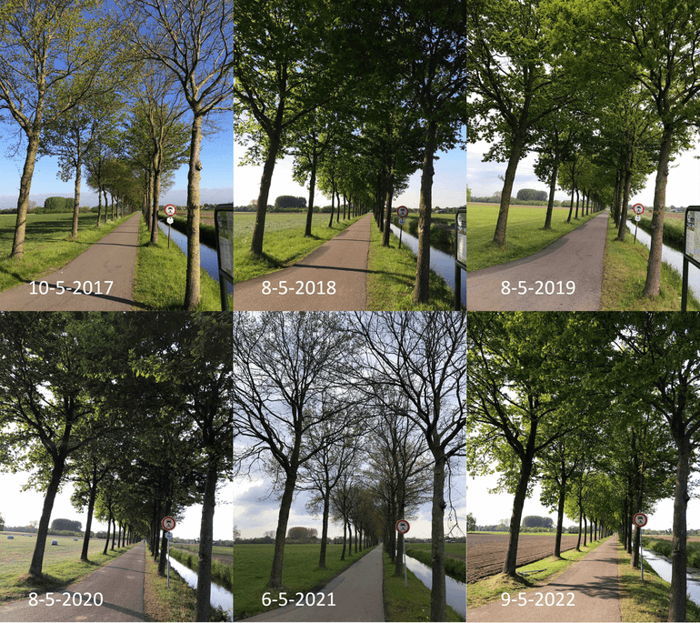 Stand van bladontplooiing van zomereiken in Wageningen rond 9 mei in de jaren 2017 tot en met 2022