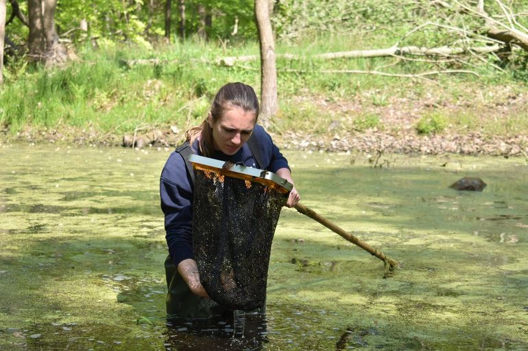 Biologiestudente Jody is met waadpak en schepnet op zoek naar alpenwatersalamanders in Nederlandse wateren