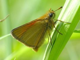 Thymelicus lineola. Zwartsprietdikkopje