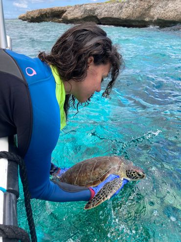 Nathalie helpt bij het zeeschildpadonderzoek