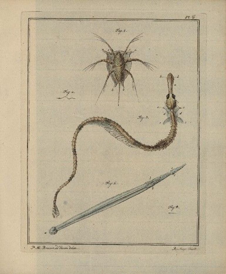 De eerste waarneming ooit van een pijlworm kwam overigens uit Nederland. Bioloog Martinus Slabber beschreef een Zeeuws exemplaar in 1778