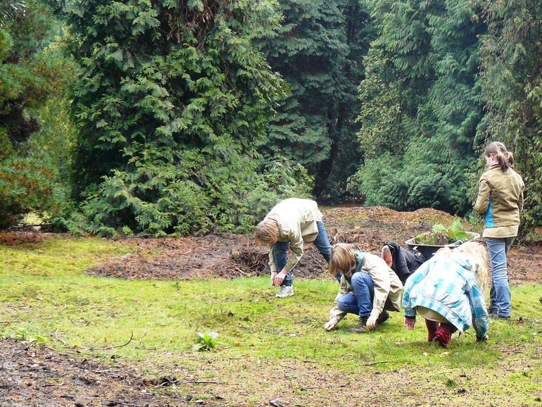 Vrijwilligers verwijderen opslag in het pinetum tijdens de Natuurwerkdag