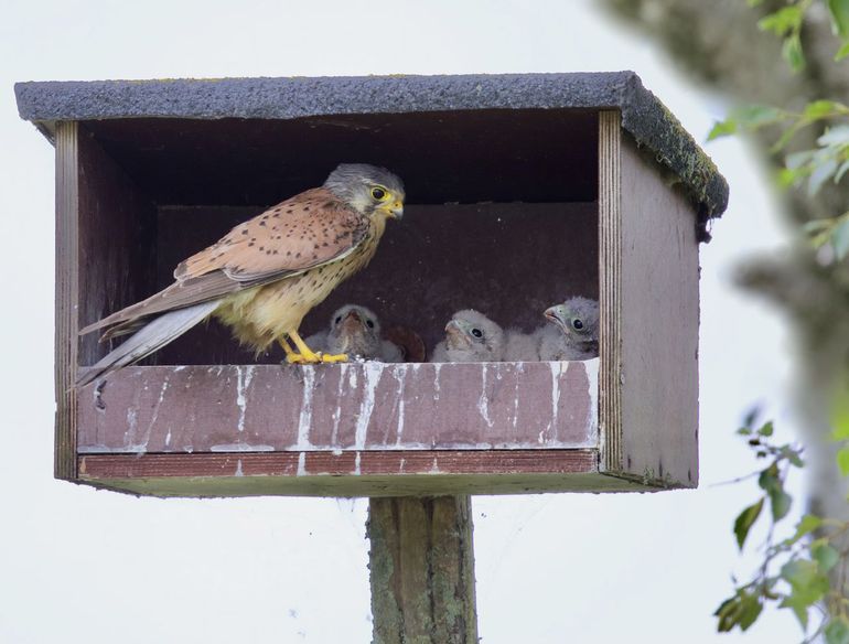 Torenvalk op nestkast