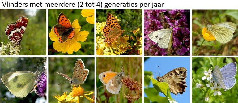 Enkele soorten met meerdere generaties per jaar: v.l.n.r. boven: landkaartje, kleine vuurvlinder, kleine parelmoervlinder, klein koolwitje en klein geaderd witje. Onder: groot koolwitje, bruin blauwtje, hooibeestje, bont zandoogje en boomblauwtje