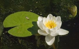 Jan van der Straaten saxifraga De bloei van de witte waterlelie
