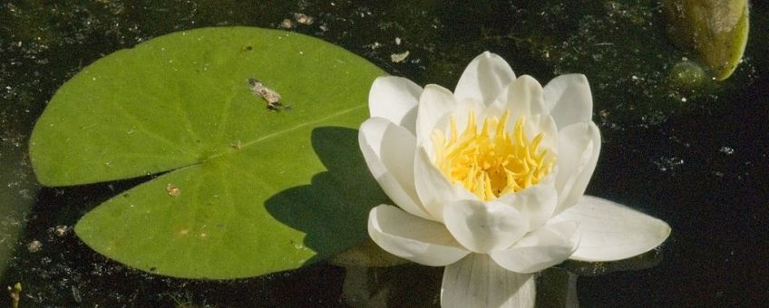 De bloei van de witte waterlelie