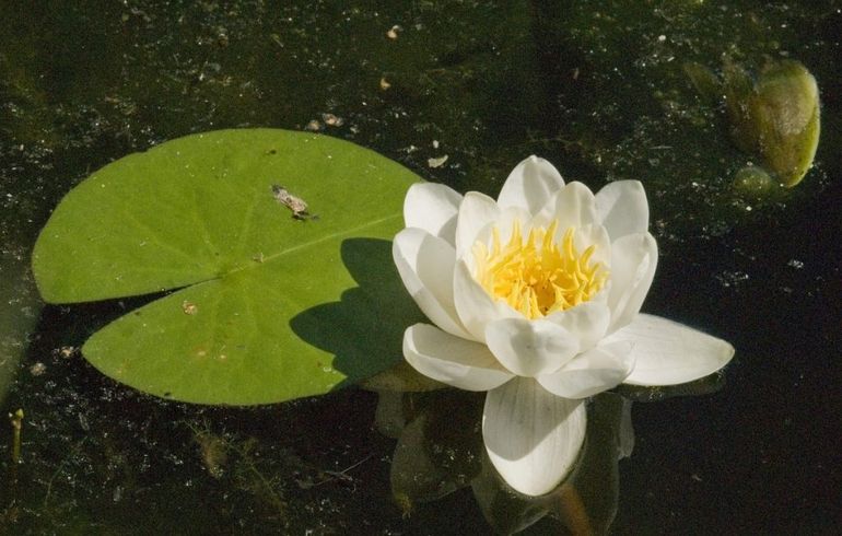 De bloei van de witte waterlelie